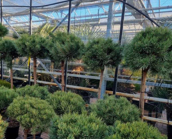 Pinus sylvestris Hochstamm 105cm